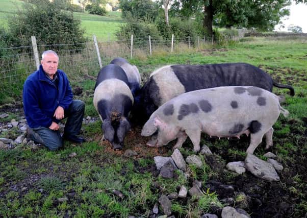 Anthony Bradley with the Gloucester Old Spot pigs on the farm at Long Preston.  Picture: Simon Hulme