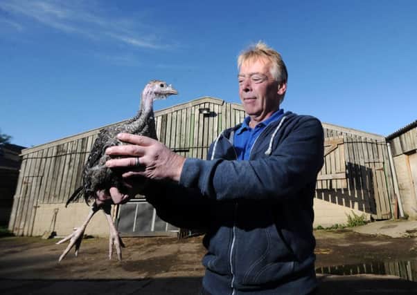 Ian Fulton with a young turkey. His farm shop and butchery is keeping the family name in the publie eye. Picture: Simon Hulme