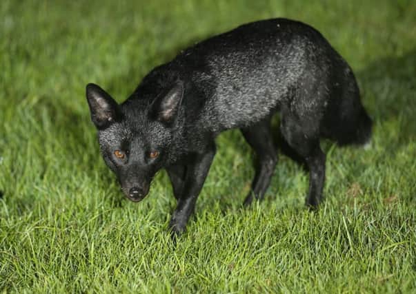 Robert Fuller captured this image of a silver fox in West Yorkshire.