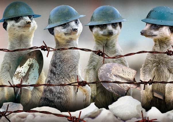 Four meerkats at Tropical World tunnelled to freedom - before they were caught. Graphic: Graeme Bandeira