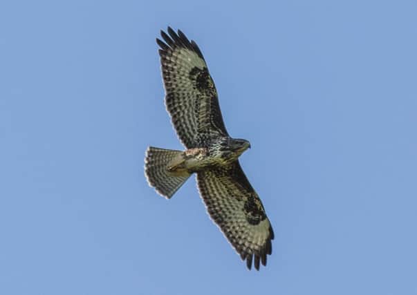 A buzzard in flight. Picture by Danny Spring.