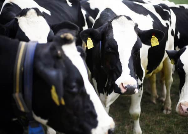 The cull of cattle was worth it if it saved people from getting CJD, says one letter writer