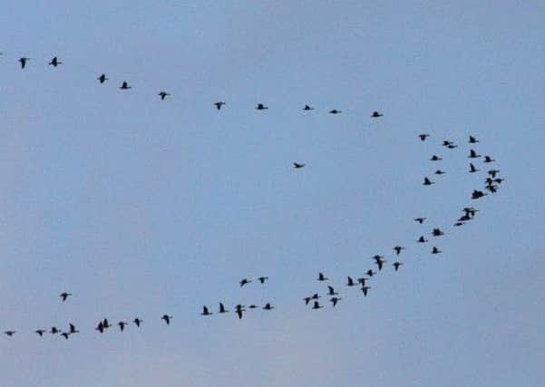 The V formations of pink-footed geese can be seen in the skies above Yorkshire.                                  Picture: Michael Flowers