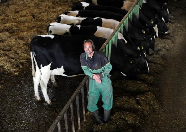 Ian Thompson with dairy cattle.  Picture: Bruce Rollinson