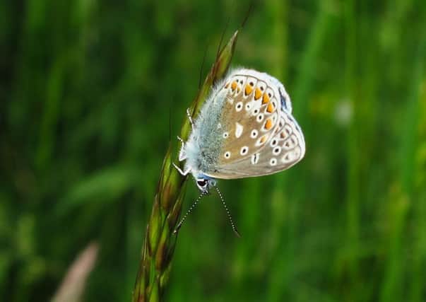 Small additions and alterations to your garden can attract the likes of the common blue butterfly. Picture: Africa Gomez