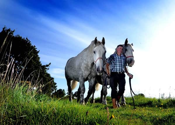 Brendan Glavin, of Selby, owns two French Percheron heavy horses and is taking part in the Northern Heavy Horse Society Ploughing Match tomorrow.  Picture: James Hardisty (JH1010/45e)