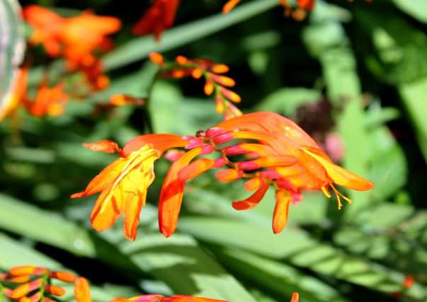ORANGE BLOSSOM: Montbretia brings a dash of colour to the autumn garden.