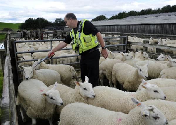 Constable Ridler of North Yorkshire Police scanning tags on lambs at Newton Bank Farm, Gargrave, was part of specialist training to help tackle livestock thefts.  Picture: Bruce Rollinson.