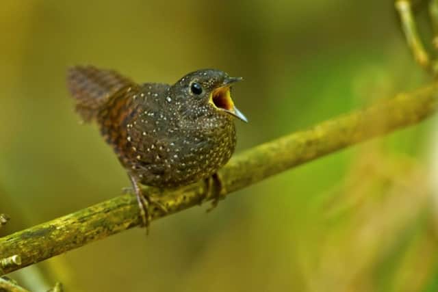 A Spotted Wren-Babbler, which is among more than 200 new species discovered in the Eastern Himalayas in recent years. 
Photo: WWF-UK/Ramki Sreenivasan/PA Wire