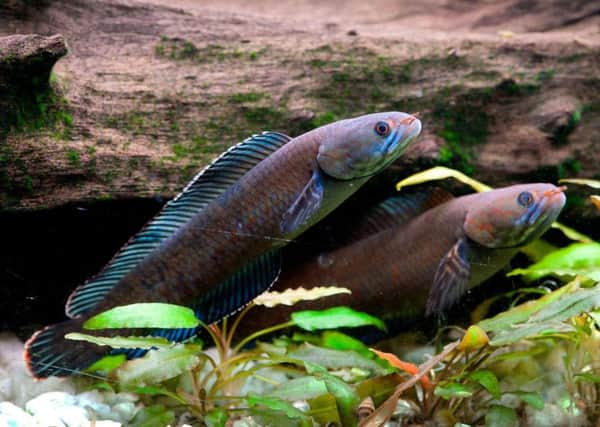 A vibrant blue 'walking' snakehead fish, which is among more than 200 new species discovered in the Eastern Himalayas in recent years. 
Photo: WWF-UK/ Henning Strack Hansen/PA Wire