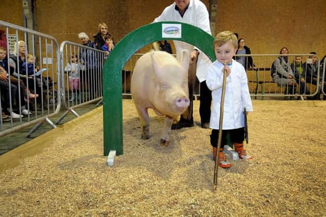 Alfie Holding, 3, from York, with his grandad Richard Horsley, controlling a Large White pig during the One Man and his Pig event.
