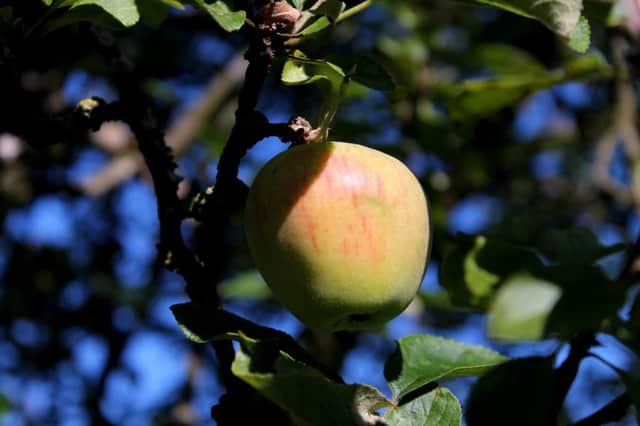 HARVEST TIME: Now is a good time to  plant dormant fruit trees.