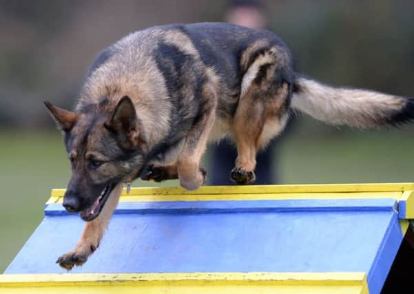 South Yorkshire Police Dog Section. Georgie on the agility course