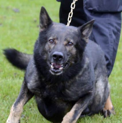 South Yorkshire Police Dog Section. Police dog Para shows his aggression