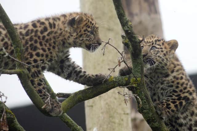 Two rare Amur leopard cubs are on view to the public for the first time at Yorkshire Wildlife Park.  Picture: Sharon Scott/Acquire Images.