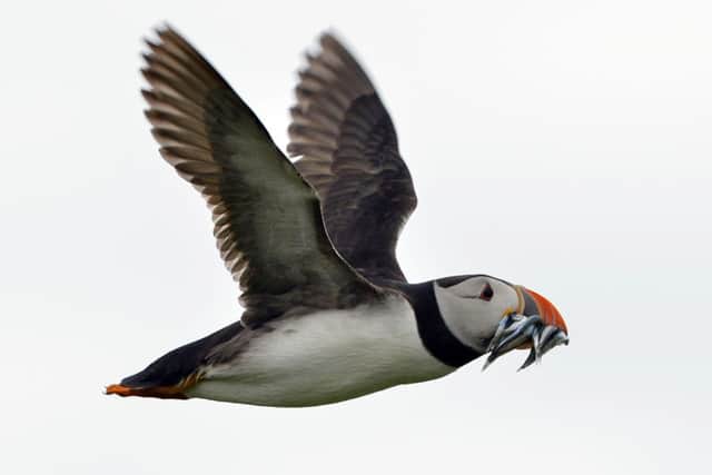 Puffins are a familiar site on the Yorkshire and Northumberland coast