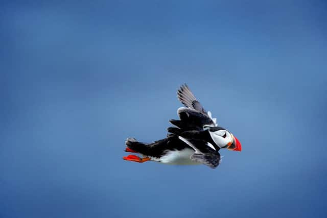 Puffins are a familiar site on the Yorkshire and Northumberland coast