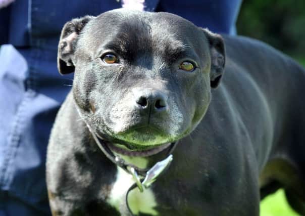Library picture of a Staffordshire Bull Terrier.