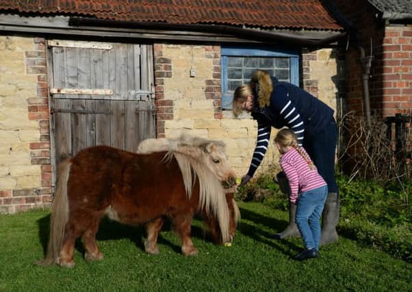 Alison and Niamh McCandles feed Shetland ponies Jack and Jill at their small holding in Harton, North Yorkshire. Picture: Anna Gowthorpe