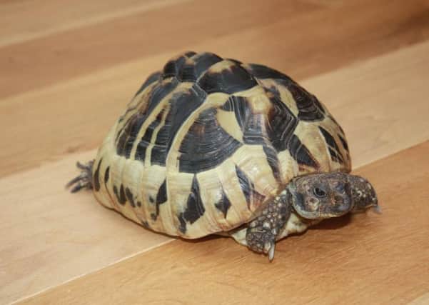 Tortoise Bubbha is back with his family after being stolen in a Doncaster burglary