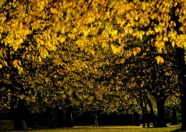 Mackenzine Pugh, aged 10, rides his bikes under a cover of golden autumn leaves in Armley Park, Leeds.  Picture: James Hardisty (JH1010/100a)