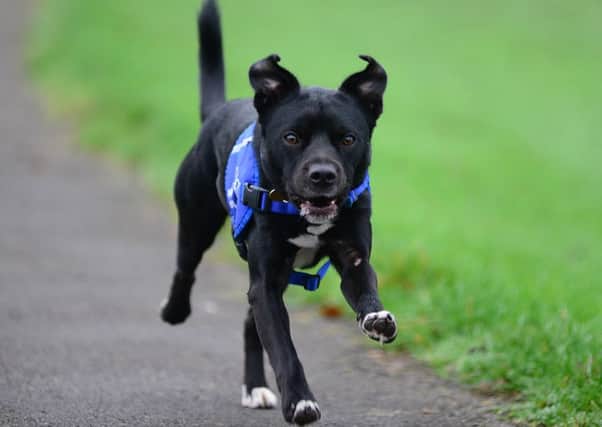 Rescue dog Oreo.
Picture: Scott Merrylees