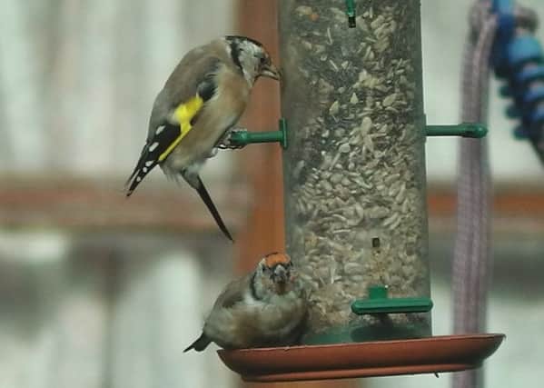 Goldfinches visit a bird feeder.  Pic: Bill Gibson.