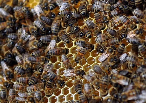 Within a hive bees store their honey inside wax cells which is capped off by even more wax.