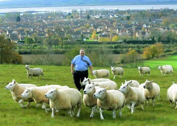 Peter Farmery, at Brantingham in East Yorkshire with some of his Texel sheeep on the hills overlooking Brough and the River Humber (GL1007/99g)