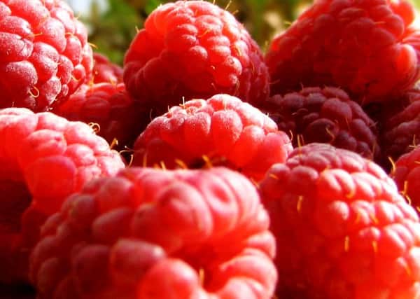 FRUITFUL: November is as good a time as any to plant raspberries.