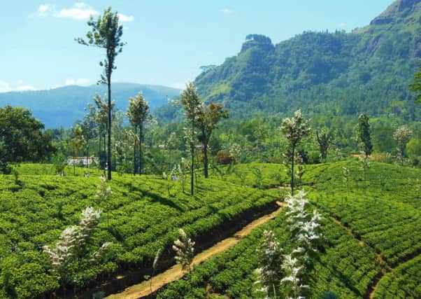 Tea plantation near Nuwara Eliya in Sri Lanka.