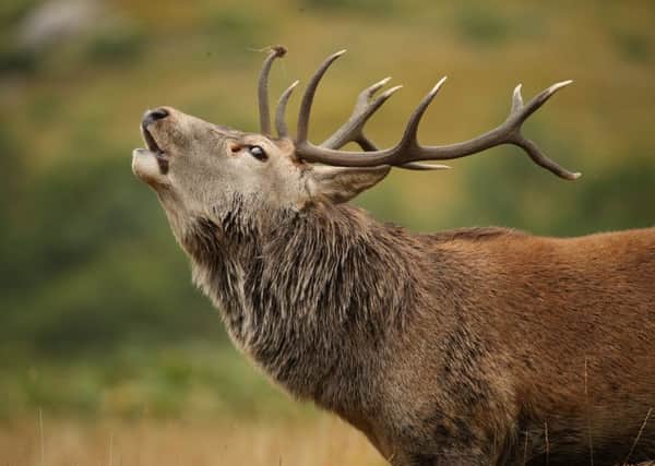 Robert Fuller managed to take some close ups of deer in the Scottish mountains.