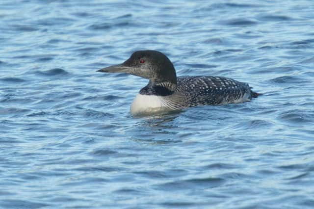 A Great Northern Diver.