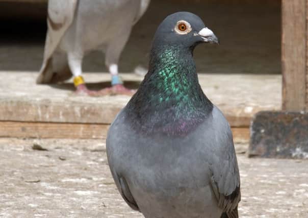 Pigeons are as good as humans at spotting signs of breast cancer in biopsy samples