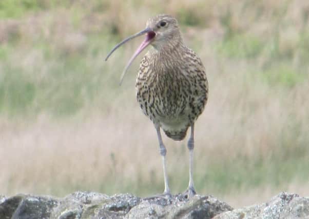Curlews abound on Andrews familiar walk and knowing the route you can watch them with head up.
