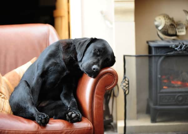 The sleeping labrador Dilly - this picture shot Villager Jim to fame after it "broke" the internet.  PIC: Villager Jim