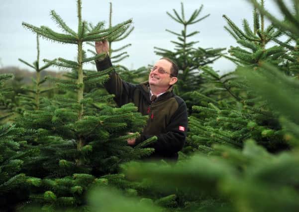 Neil Wright grows and sells Christmas trees alongside the family arable and cattle business at Warp Farm, Newsholme near Goole.  Pic: Tony Johnson