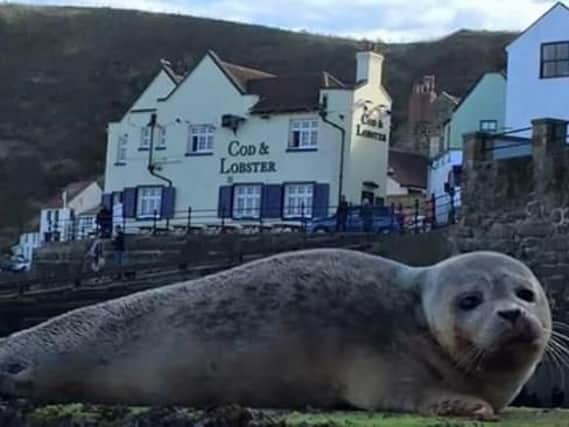 This stunning photograph of a seal posing in Staithes was sent in to the Gazette by Donna Chapman.