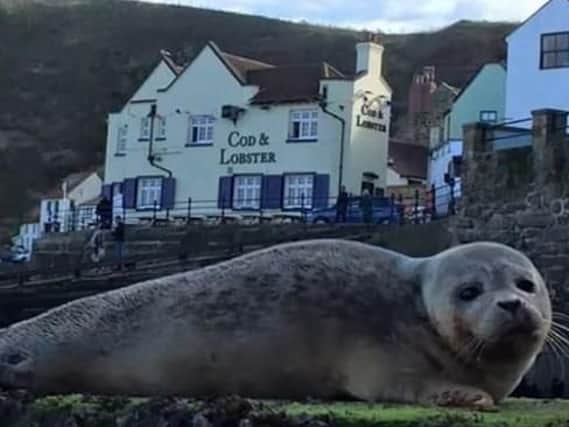 This stunning photograph of a seal posing in Staithes was shared Donna Chapman.