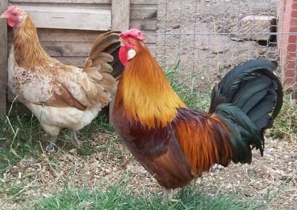Marsh Daisy chickens will soon be on display in the Muddy Duck Farm area at Flamingo Land Resort.