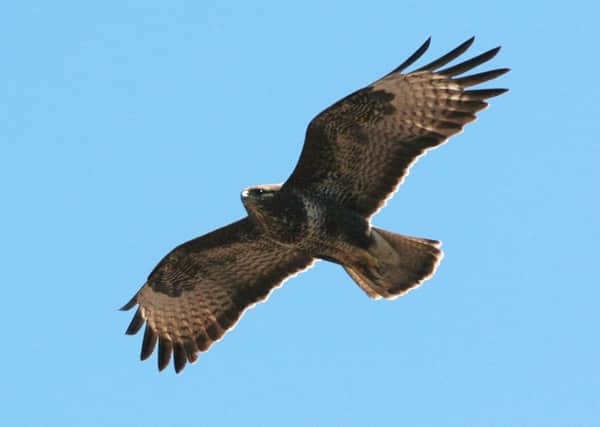 Attacks on buzzards and other birds of prey are continuing, both in Yorkshire and nationwide