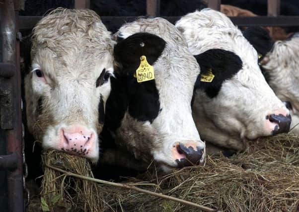 With more livestock vets carrying out their own post mortems, cause of death records are not being shared as well nationally, the British Veterinary Association claimed.   Pic: Chris Bacon/PA.