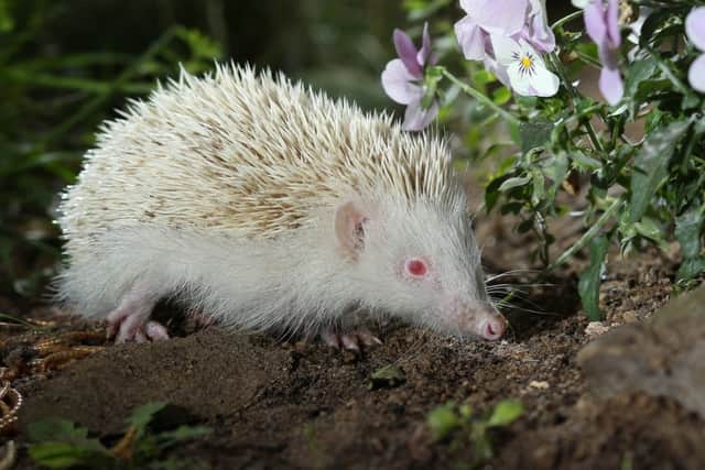 Hoglet is an extremely rare albino hedgehog .