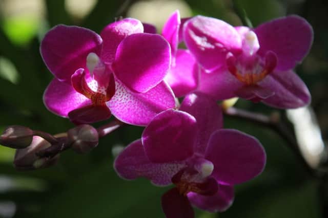 TOP OF THE POPS: Orchids are now the nations most numerous house plant.