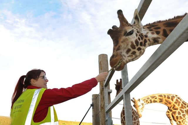 Feed the giraffes at Yorkshire Wildlife Park. Picture Scott Merrylees