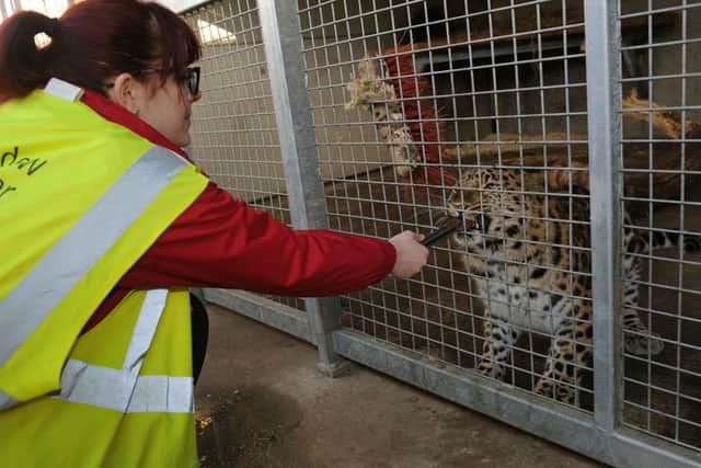 Feeding leopard Drake. Picture Scott Merrylees