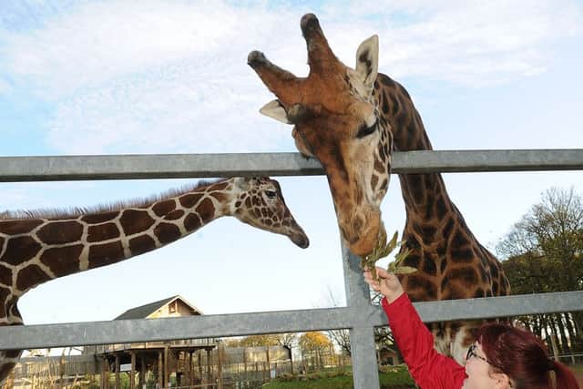 Feeding the giraffes. Picture Scott Merrylees
