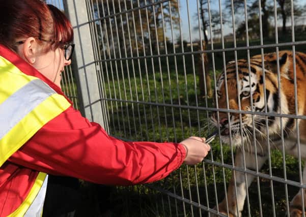 Yorkshire Post reporter Lindsay Pantry feeds tigress Tschuna. Picture Scott Merrylees