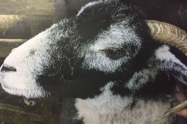 Police picture of a stolen sheep, as two members of a farming family found with more than 100 stolen sheep were facing jail after police reunited the ewes with their rightful owners using identity parades.