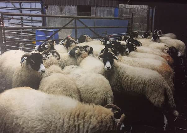 Police picture of a stolen sheep, as two members of a farming family found with more than 100 stolen sheep were facing jail after police reunited the ewes with their rightful owners using identity parades.